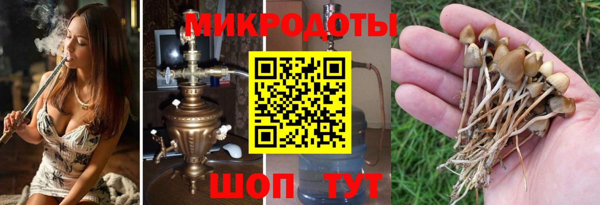 Псилоцибиновые грибы Psilocybine cubensis Арсеньев
